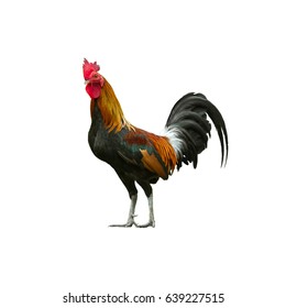  Chicken Isolated On White Background