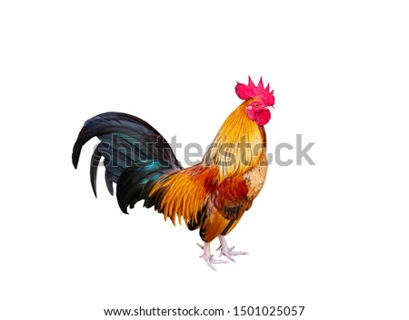 chicken isolated on white background with clipping paths