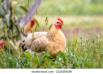 Chicken With Light Brown Feathers In The Garden On The Farm Near The Tree. Breeding Chickens