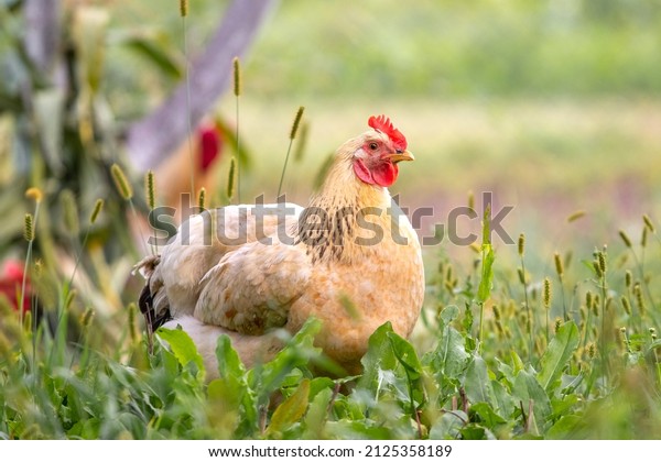 Chicken with light brown feathers in\
the garden on the farm near the tree. Breeding\
chickens