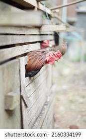 A Chicken Looking Out Of The Coop Window.