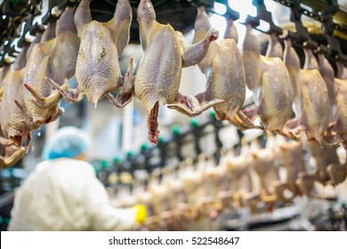 Chicken Meat Processing Factory