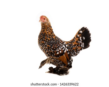 Chicken Milfleur Isolated On White Background Stock Photo 1426339622 ...