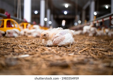 Chicken At Modern Poultry Farm For Industrial Meat Production.