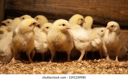 Chicken newborn broilers. Poultry farm.