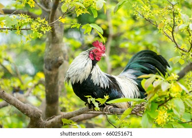 Chicken on Apricot blossom tree