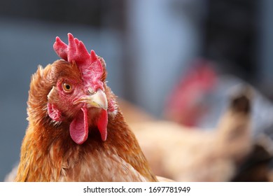 Chicken on the farm, poultry concept. Portrait of angry brown hen