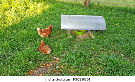 chicken on grass feeding place - Shutterstock ID 1083258854