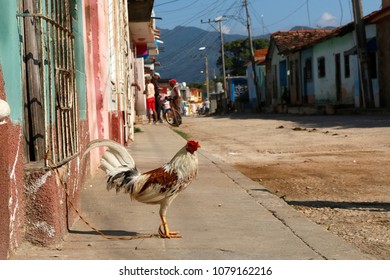 Chicken On A Leash In The Streets Of Trinidad, Cuba