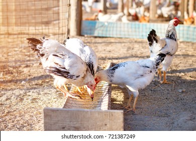Chicken on a poultry farm.