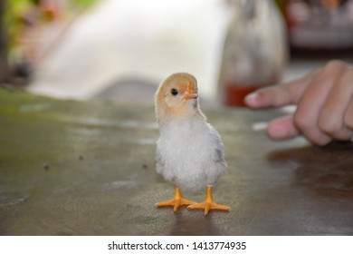 A chicken is on the table.