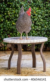 Chicken on table