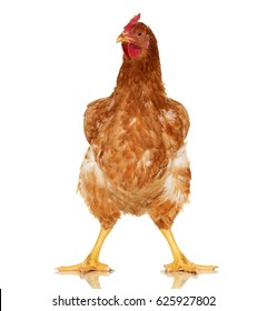 Chicken on white background, isolated object, one closeup animal