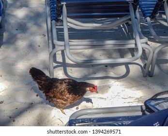 Chicken Sand Images Stock Photos Vectors Shutterstock