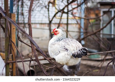 Chicken in the open air. Chicken in the countryside. Chicken closeup