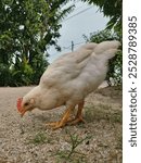 Chicken pecking on the ground 