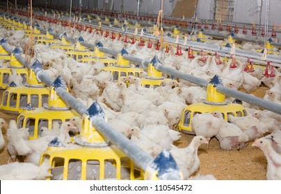 Chicken . Poultry farm