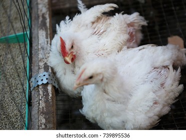 1,627 White Layer Hen Images, Stock Photos & Vectors | Shutterstock