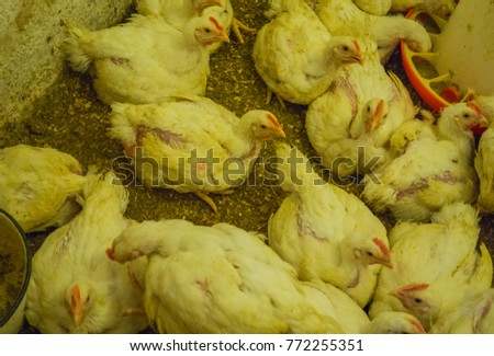 Chicken poultry farm.White layer hens growing in cages on livestock chicken coop farm.Natural meat source.Broiler hen for healthy meat.