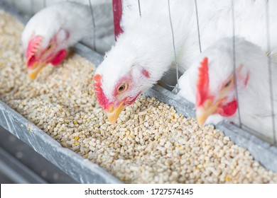 Chicken And Chicken Production At The Poultry Farm