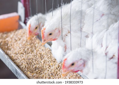 chicken and chicken production at the poultry farm