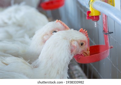 Chicken And Chicken Production At The Poultry Farm