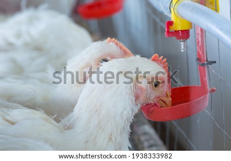 chicken and chicken production at the poultry farm