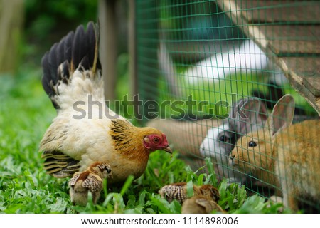 Chicken and rabbit