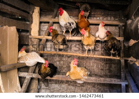 chicken and rooster in the chicken coop agriculture