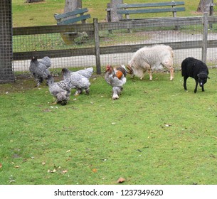 chicken running towards camera with other animals on the background 