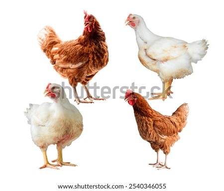 Chicken, set of white and red Chicken,  Full body of brown chicken hen standing isolated on white background with clipping path, Laying hens farmers concept