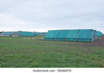 Chicken Sheds on a Farm in Rural Devon, England, UK