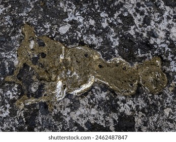 Chicken shit on th e ground. chicken poop feces on the street. chicken poop, fresh chicken poop