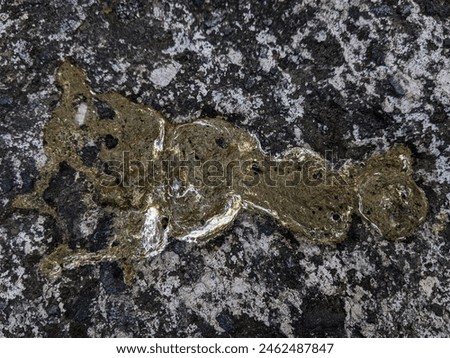 Chicken shit on th e ground. chicken poop feces on the street. chicken poop, fresh chicken poop