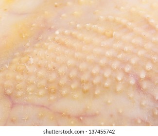 Chicken Skin Close Up Macro Raw