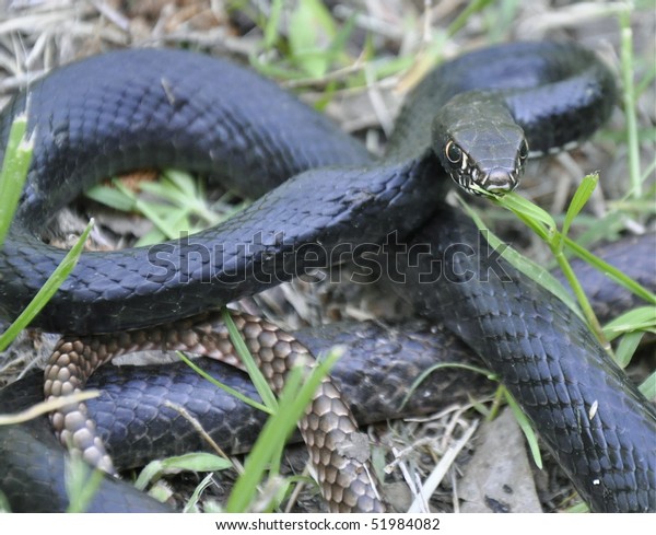 Chicken Snake Stock Photo (Edit Now) 51984082