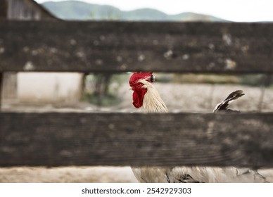 A chicken sneaking behind a wooden fence on the farm - Powered by Shutterstock