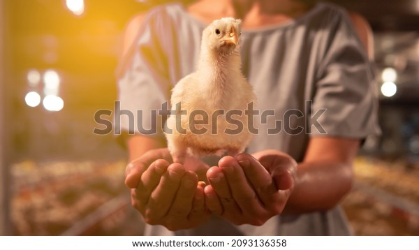 Chicken stand on the woman hands with yellow\
light in a farming\
background