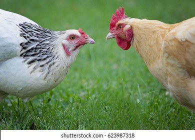 Chicken Stare Off - Shutterstock ID 623987318