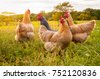 livestock chicken