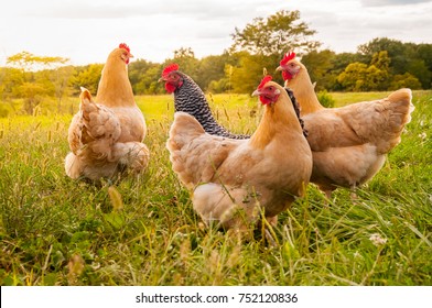  a chicken sunset - Shutterstock ID 752120836