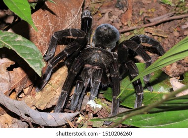 12 Tarantula tambopata Images, Stock Photos & Vectors | Shutterstock