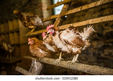 Chicken Torn Feathers Barn Stock Photo 533912380 | Shutterstock