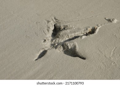 Chicken Trail,chicken Footprint On The Concrete That Has Not Dried