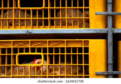 Chicken Transport By Truck From Livestock Farm To Food Factory. Poultry Industry. Livestock Transport By Trailer. Chicken In Yellow Plastic Crates. Animal Cruelty Concept. Chicken In Cramped Cage.