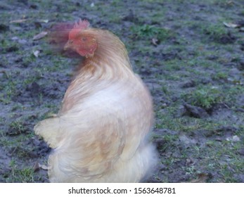 Chicken Turn Around In A Low Shutterspeed Picture