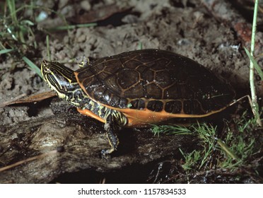 Черепахи куры. Deirochelys reticularia. Черепаха Флоридская Баура. Куриная черепаха. Chicken Turtle.