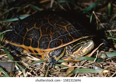 Chicken Turtle Deirochelys Reticularia Wild Stock Photo (Edit Now ...