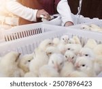 Chicken vaccine injection process ,Vaccine injection process on newborn chickens in hatchery production activity.