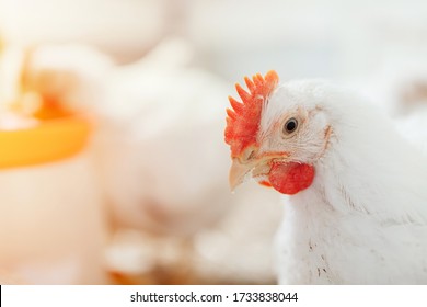 chicken in a village on a mini farm hay white broilers